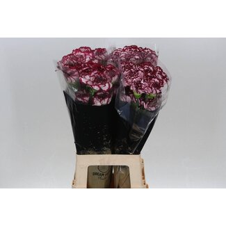 Freshy Anjer Lang Bacarat