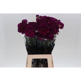 Freshy Anjer Lang Golem