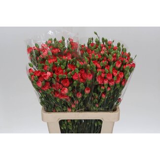 Freshy Trosanjer Fire Flame