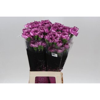 Freshy Anjer Lang Royal Damascus