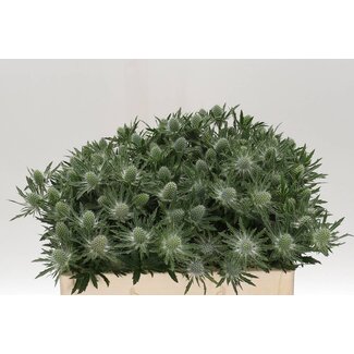 Freshy Eryngium Sirius Questar