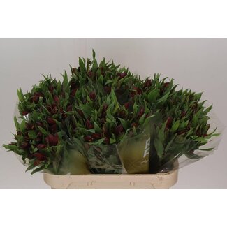 Freshy Alstroemeria Hot Pepper Import