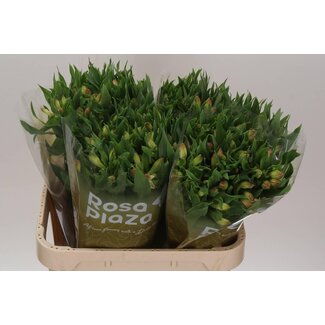 Freshy Alstroemeria True Dream