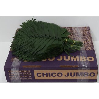 Freshy Chico Jumbo Chamaedorea (p. bos)