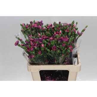 Freshy Trosanjer Enkelbloemig Solomio Bono