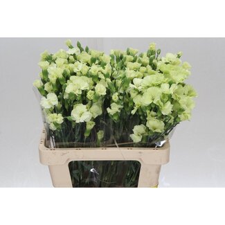 Freshy Trosanjer Enkelbloemig Solomio Bern