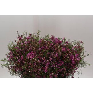 Freshy Chamelaucium Eden