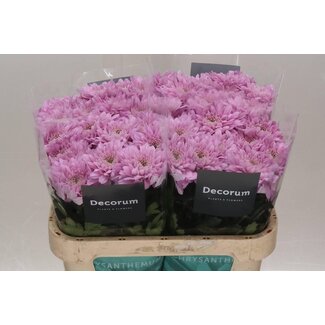 Freshy Chrysant deco Petrushka