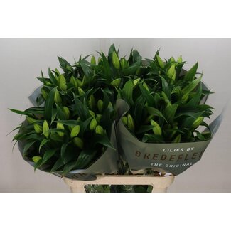 Freshy Lelie Oriental Aqua Zambesi