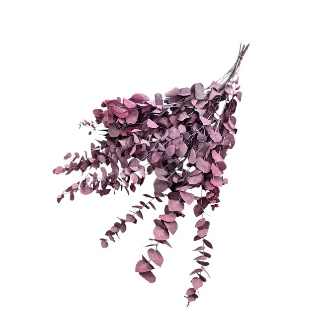 Eucalyptus Cinerea Bleu Violet | Préservé | Longueur ± 65 centimètres | Poids ± 150 grammes