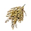 Eucalyptus Cinerea Jaune | Préservé | Longueur ± 65 centimètres | Poids ± 150 grammes