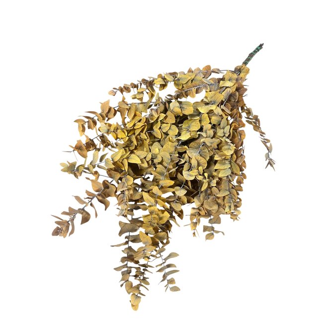 Yellow Eucalyptus Cinerea | Preserved | Length ± 65 centimetres | Weight ± 150 grams