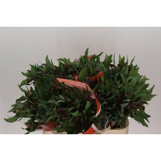 Freshy Alstroemeria Hiphop