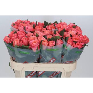 Freshy Rosa Miss Piggy