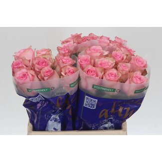 Freshy Rosa Paloma Steffi