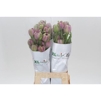 Freshy Tu. Du Purple Power (frans)