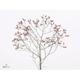 Freshy Limonium Sin Tiffany Diam