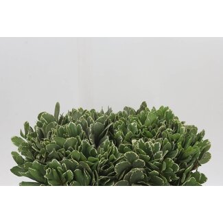 Freshy Pittosporum To Ilan