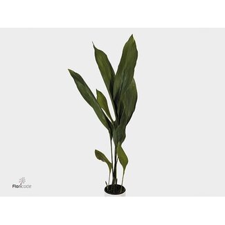 Freshy Aspidistra Milky Way (p. bos)