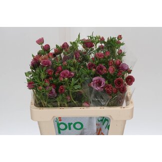 Freshy Ranunculus B Magical Raspberry
