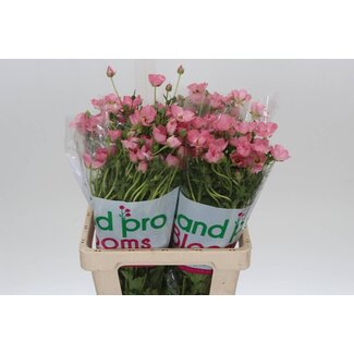 Freshy Ranunculus B Magical Salmousse