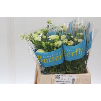 Freshy Ranunculus Butterfly Ariadne