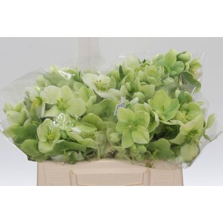 Freshy Helleborus Nc Nikita