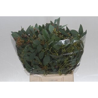 Freshy Eucalyptus Populus Bes 150gr Short (p. bos)