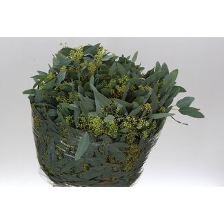 Freshy Eucalyptus Populus Bes 400gr (p. bos)
