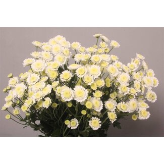 Freshy Chrysant T Stallion