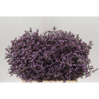 Freshy Limonium Saf Lilac