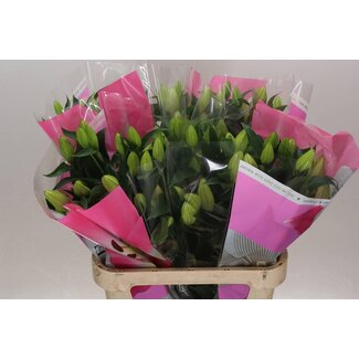 Freshy Lelie Oriental Aqua Sorbonne