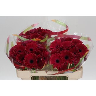 Freshy Germini. Aqua Diana x20