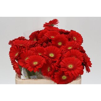 Freshy Germini. Aqua Ketchup x20