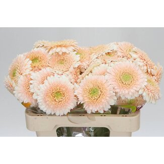 Freshy Germini. Aqua Pomponi Terra Maga x20