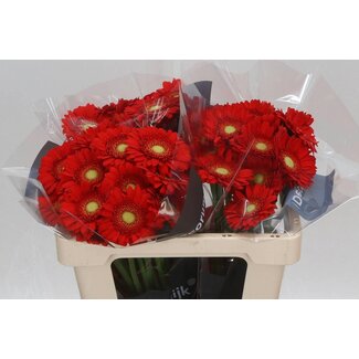 Freshy Germini. Aqua Curry x20