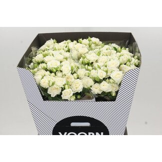 Freshy R tros Josephine Voorn