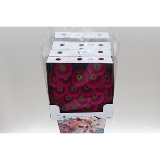 Freshy Ge Aqua .racket Mi Pomponi Japio