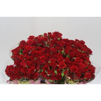 Freshy R tros Mirabel