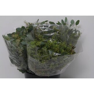 Freshy Eucalyptus Populus Bes 150gr Short (p. bos)