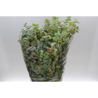 Freshy Eucalyptus Stuart Nature 200gr (p. bos)