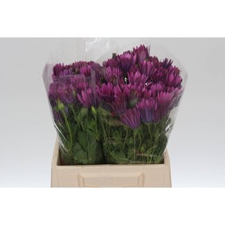 Freshy Dimorphotheca Violet