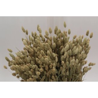 Freshy Phalaris Gedroogd | Kleur: Onbekend | Lengte ± 60 centimeter | Gewicht ± 220 gram per bos | Per 2 bossen