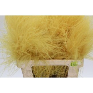 Freshy Stipa Vedergras | Kleur: Groen | Lengte ± 60 centimeter | 10 toeven per bos | Per 5 bossen