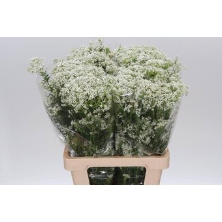 Freshy Ozothamnus White 200gr (p. bos)