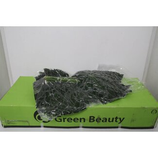 Freshy Aralia Blad | Kleur: Groen | Lengte ± 60 centimeter | Per 5 bossen