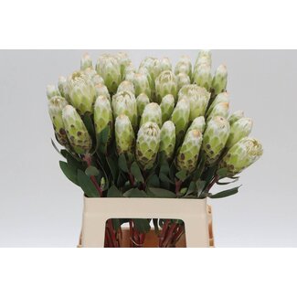 Freshy Protea Mundii