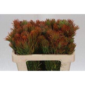 Freshy Retzia Capensis