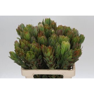 Freshy Leucadendron Nervosum