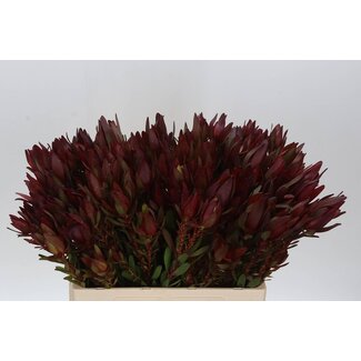 Freshy Leucadendron Saf Sunset